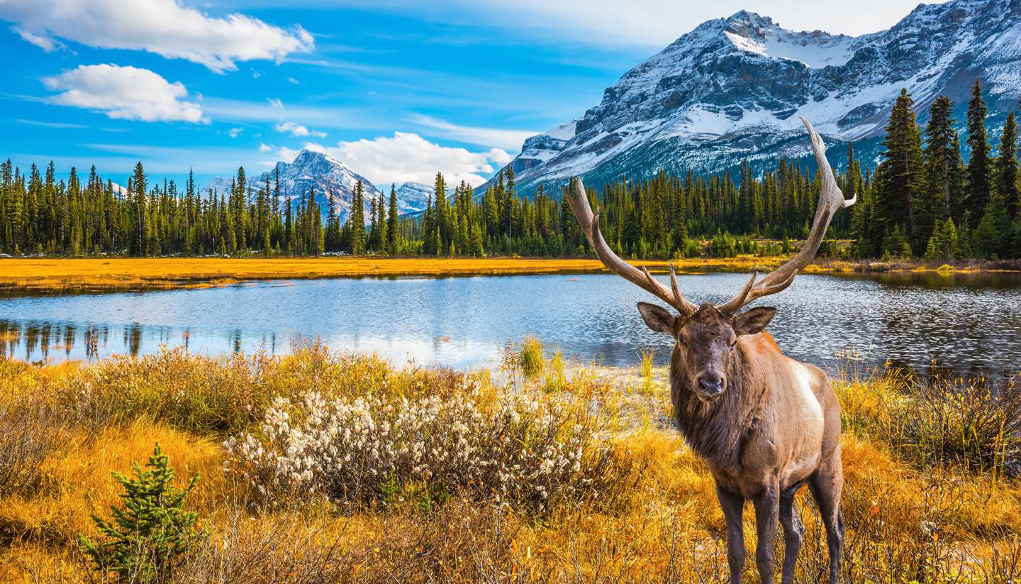 极地天然西洋参价格,极地天然西洋参
