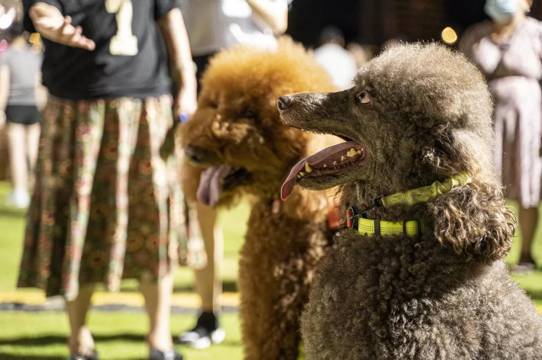 还记得那只C位出道的珠海狗狗么？