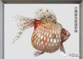 西安哪里有野生金鱼,消失的金鱼品种