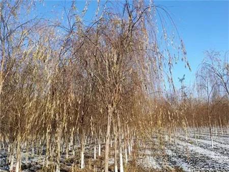 爱心助农米面粮油推销宣传,爱心助农蔬菜批发