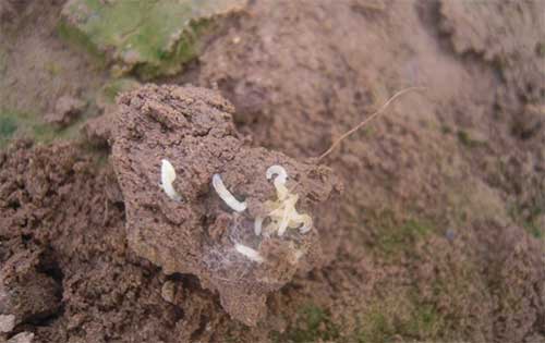 韭菜防治根蛆的最佳方法,韭菜根种植怎样防虫