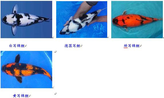 锦鲤鱼趴缸怎么解决,锦鲤鱼鳞溃烂最简单的解决办法