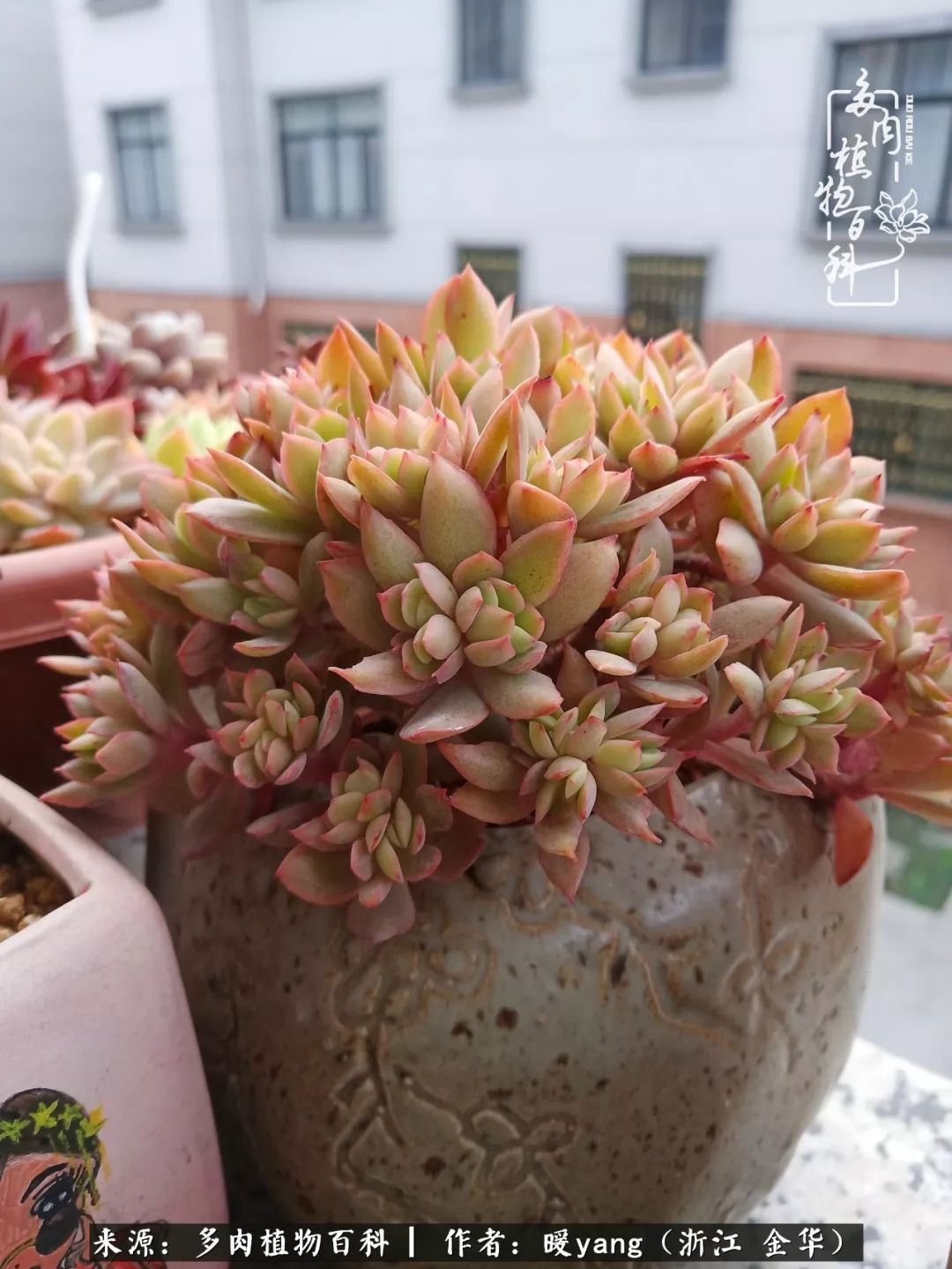 养多肉是业余的纯粹是爱好,每晚7点教您快速入门养多肉