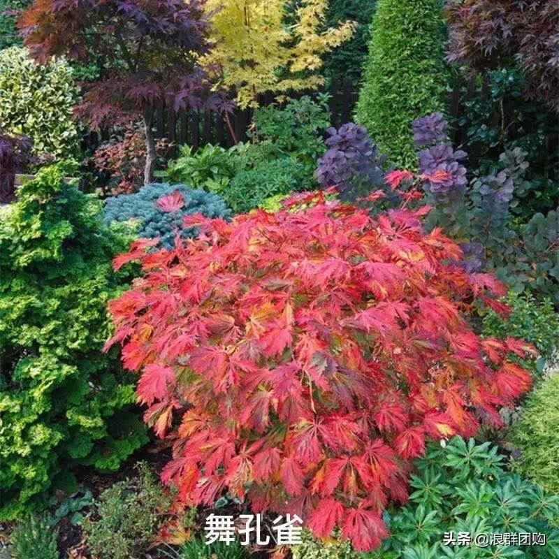 中式庭院藤类植物,枫树和紫藤