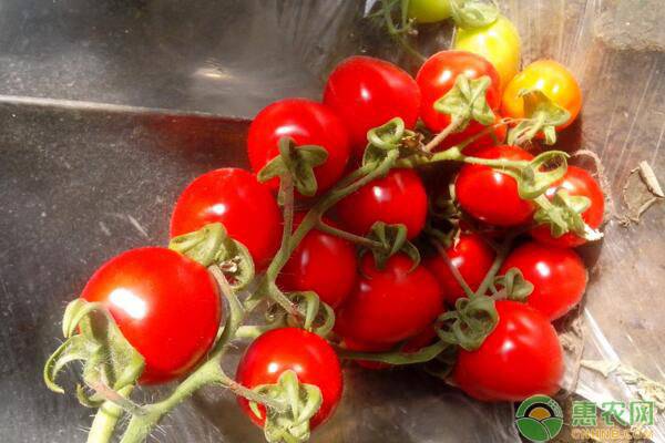 千禧番茄跟樱桃番茄,樱桃番茄跟普通番茄比较怎么样