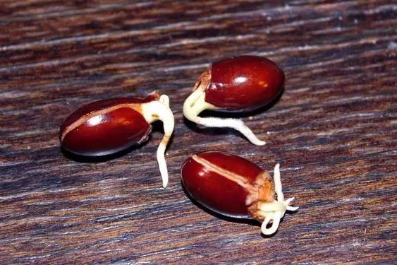 玉米棒子插水里，7天冒出小森林