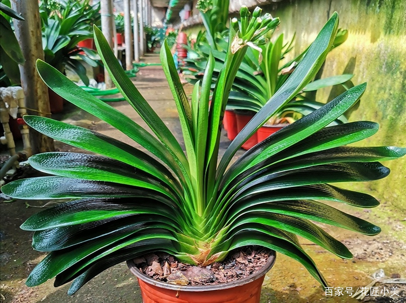 君子兰如何才能养得更茂盛,君子兰怎么养才能长直
