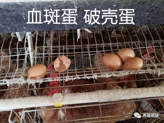 霉菌毒素对禽的危害,禽霉菌病怎么治疗