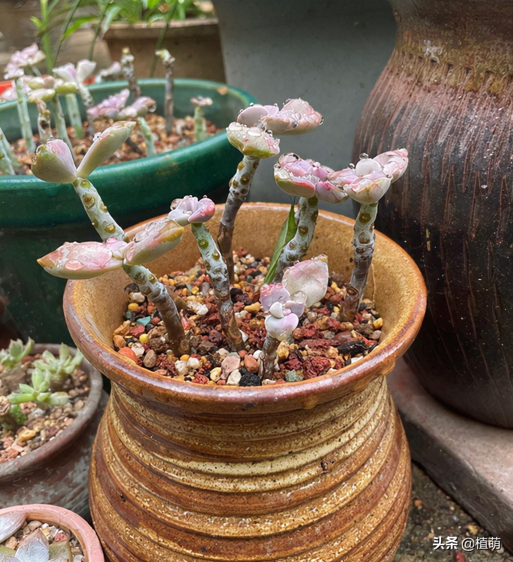 紫乐度夏的正确方法,紫乐光杆子怎样可以爆侧芽