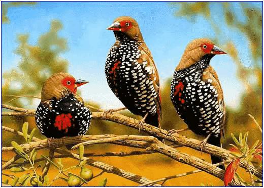 山水花鸟图片欣赏及名称,画花鸟鱼虫活灵活现