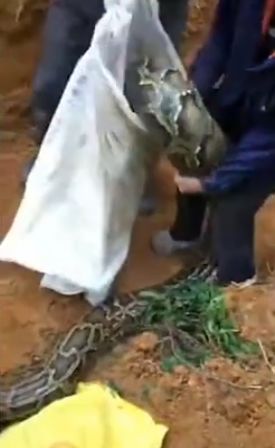 广东超大巨蟒,大山之间惊现神秘巨蟒