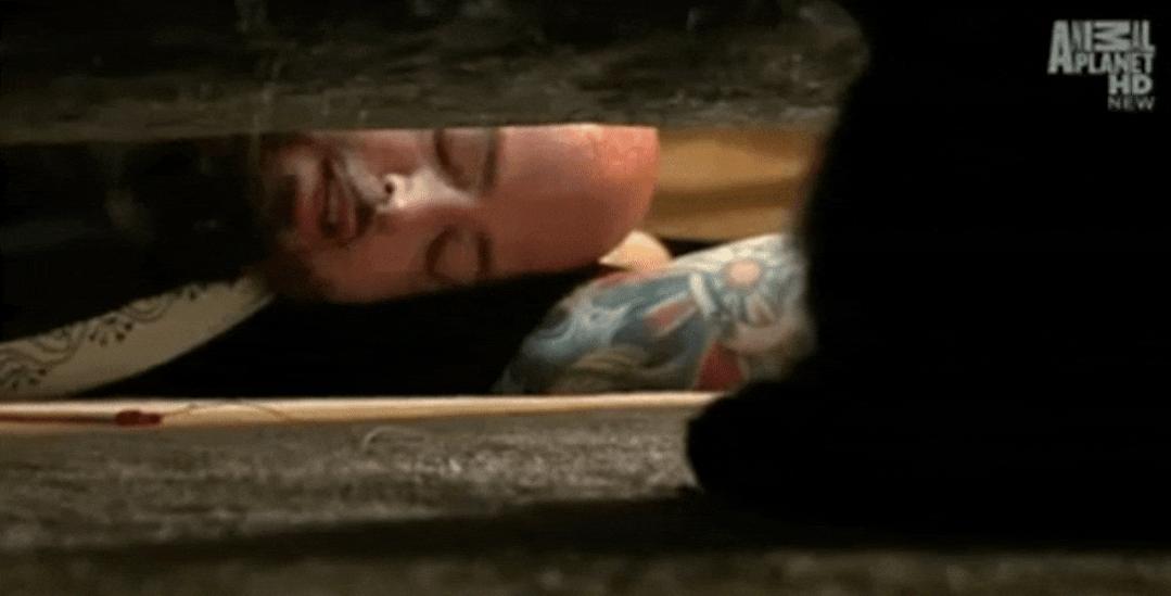 猫为什么总凶别人,猫为什么凶新来家的小猫