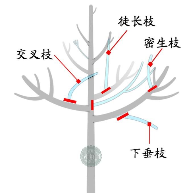 日本红枫红舞姬树形怎么修剪,盆栽红枫树修剪