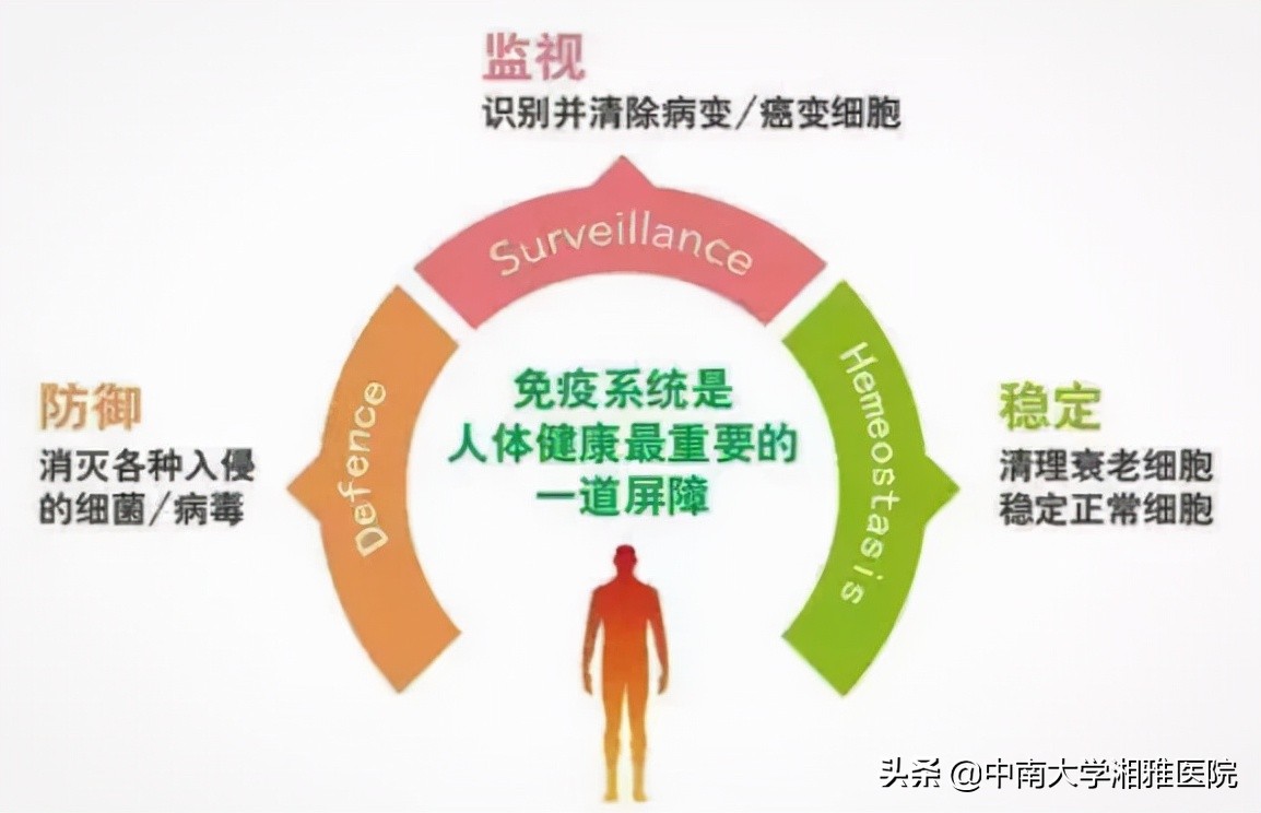 关于肺癌和肺癌治疗基本知识,pd-1免疫治疗肺癌