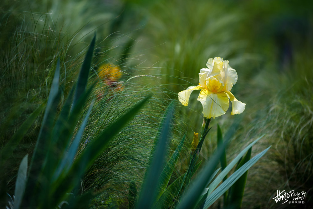 上海国际花展一览表,上海国际花展一览