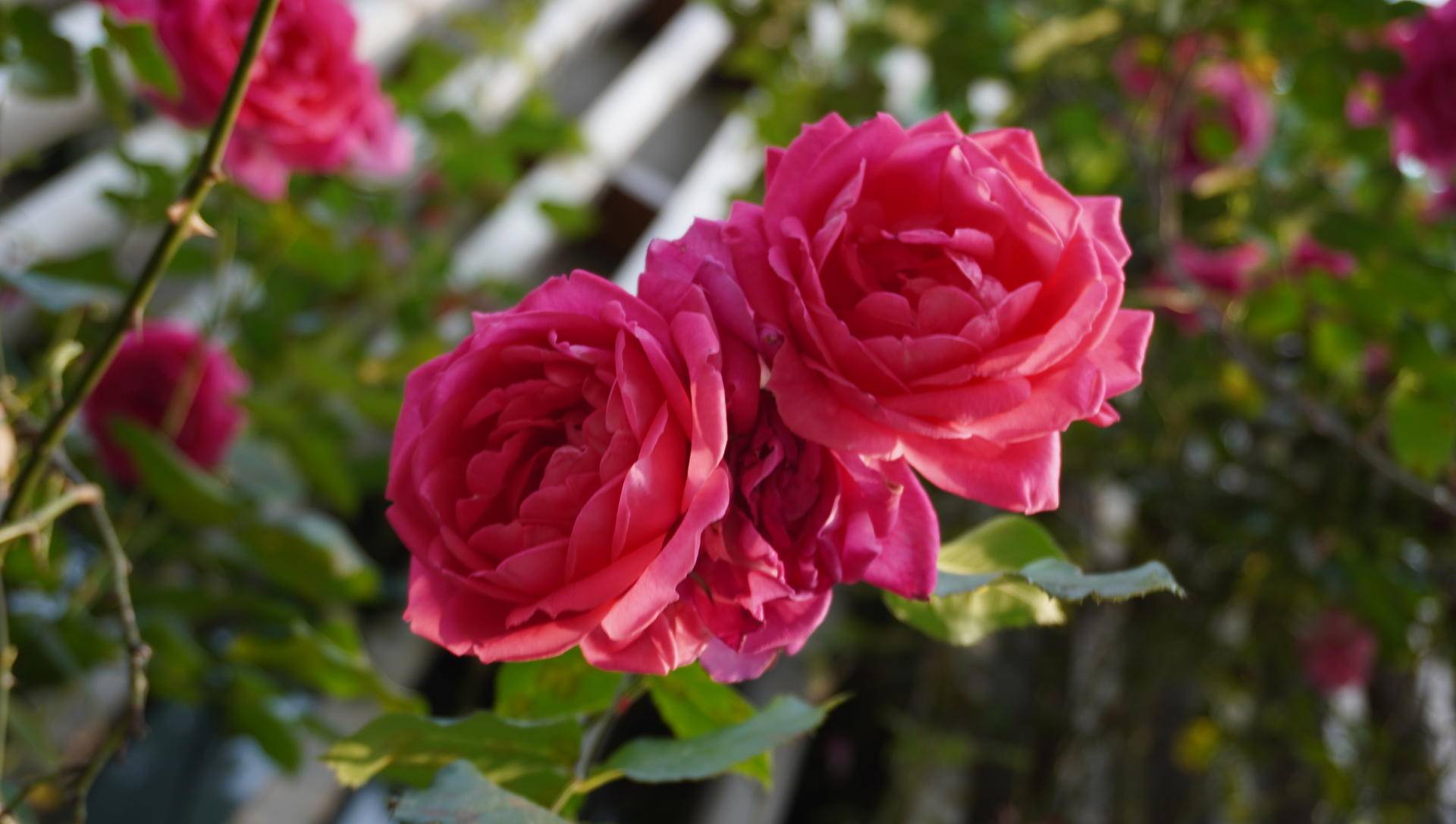 索尼微单6000与6100区别,索尼6100拍抖音评测