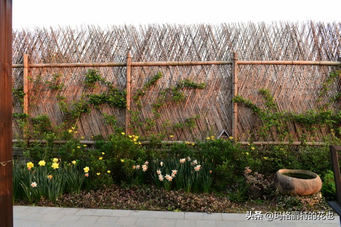 上海洋水仙,上海璞素上居民宿抖音团购