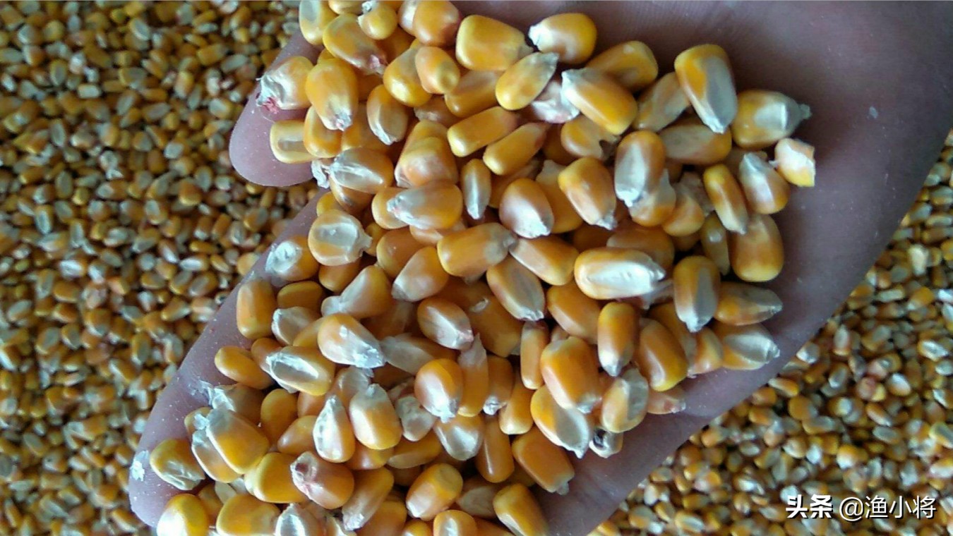 老坛玉米窝料打窝诱鱼,鲜玉米窝料饵料