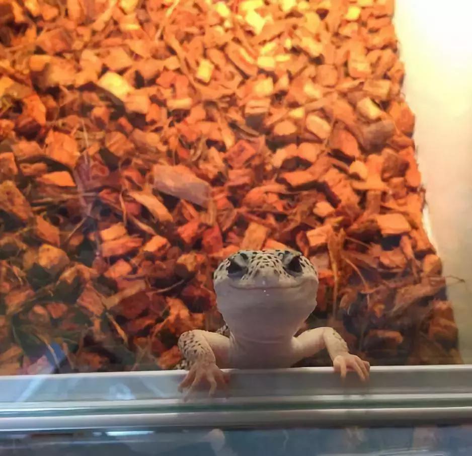 日本锦鲤1300万元,中国人花270万从日本买锦鲤