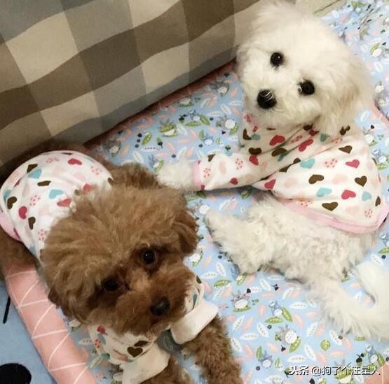 冬季养狗的最佳方法,自制养狗教程