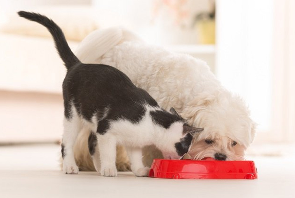新手养猫怎么掩盖猫屎臭,养猫猫砂臭怎么办