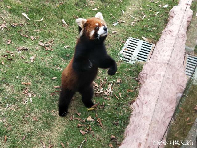 吉尼斯世界最大的马戏剧院,灵玲国际马戏城世界纪录