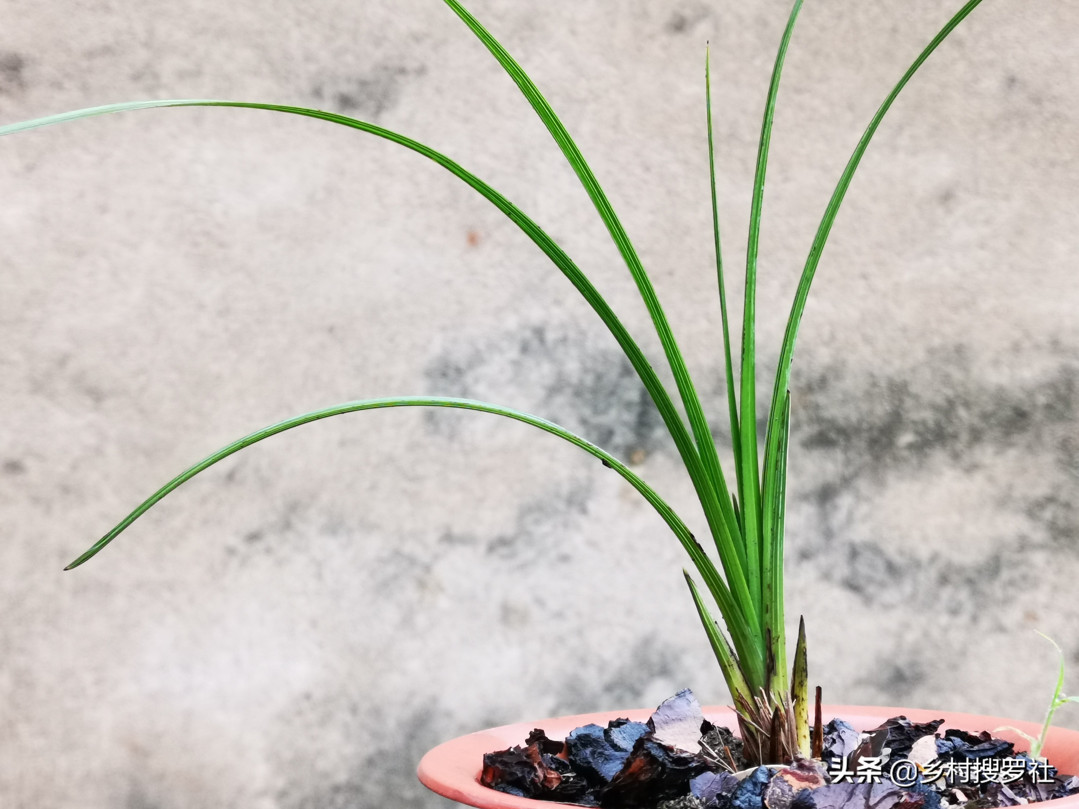 根系不好的兰花新上盆多久服盆,十月初上盆的兰花一周能服盆吗