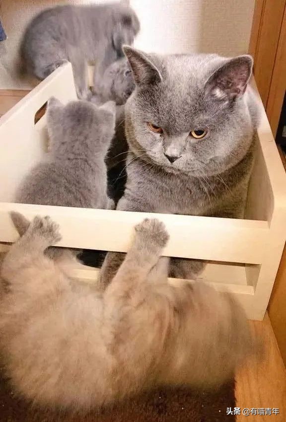 英国短蓝猫好养吗,千万别养蓝猫