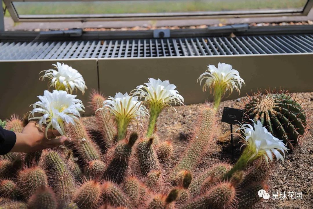 二木带你游花园|邱园（kewgarden）离我们到底有多远？