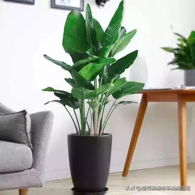 100种常见花卉植物图谱,100种花卉素描图谱