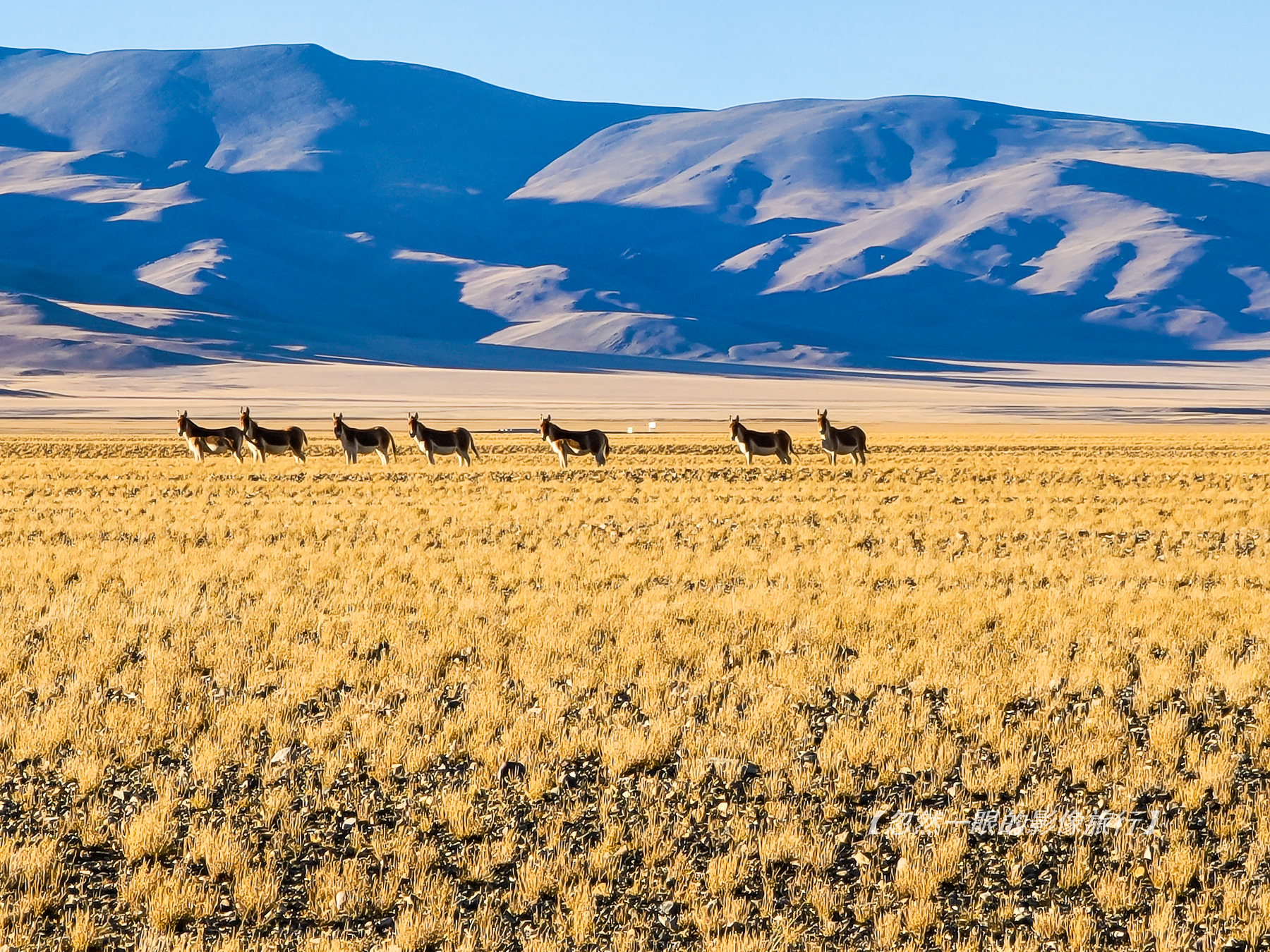 阿里无人区野狼出没,阿里无人区狐狸