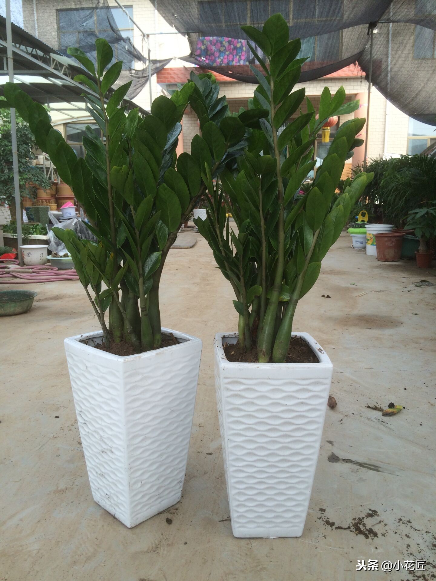 植物根如何处理,植物怎么防止烂根