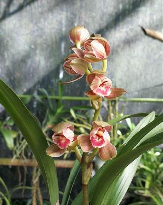 状元红怎么养才能多开花,建兰状元红荷