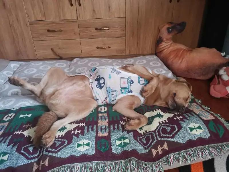 模仿狗狗睡姿,分享下你家狗子的睡姿