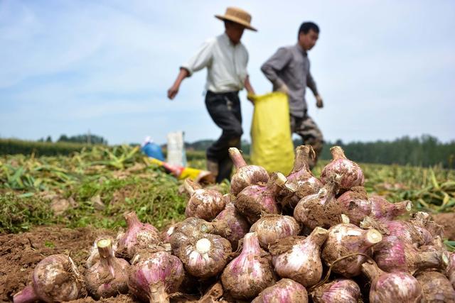 今年的大蒜价格还会走高吗?老农告诉你