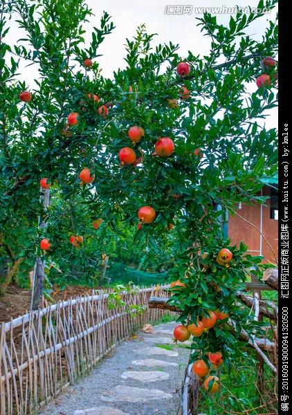 红色宝石树图片,红色宝石