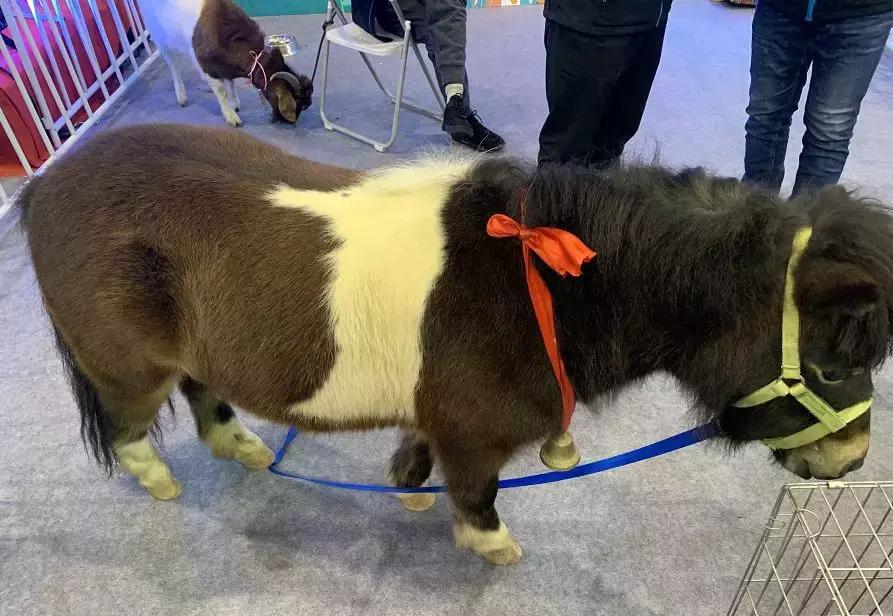 萌宠齐聚南京宠物博览会,day1