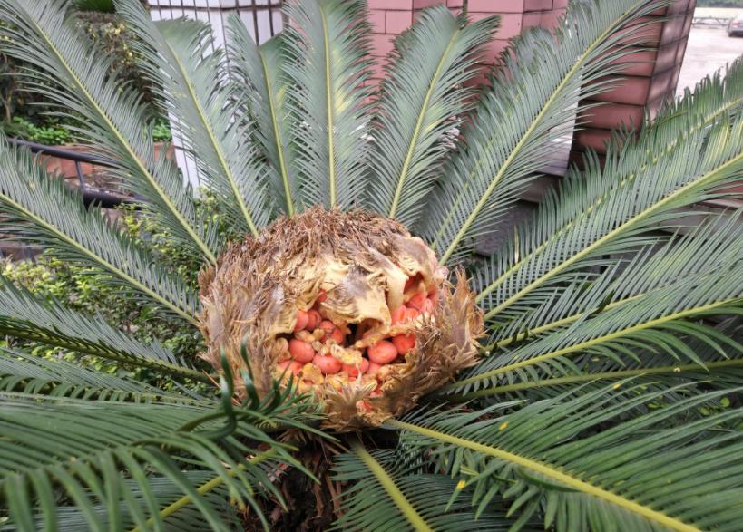 铁树真的需要千年才能开花吗,铁树开花后千年难遇吗