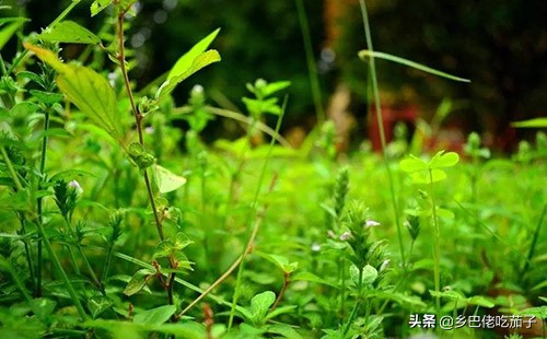 除草不用农药怎么除得快,除草不费力气的办法