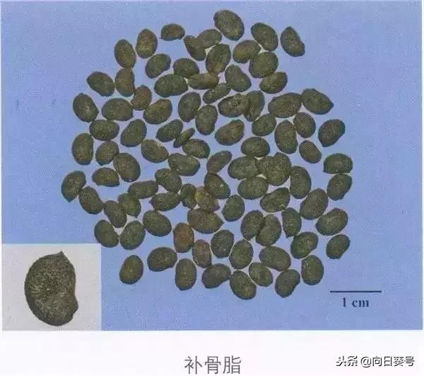 破故纸的最佳配伍,中药破故纸是什么功效