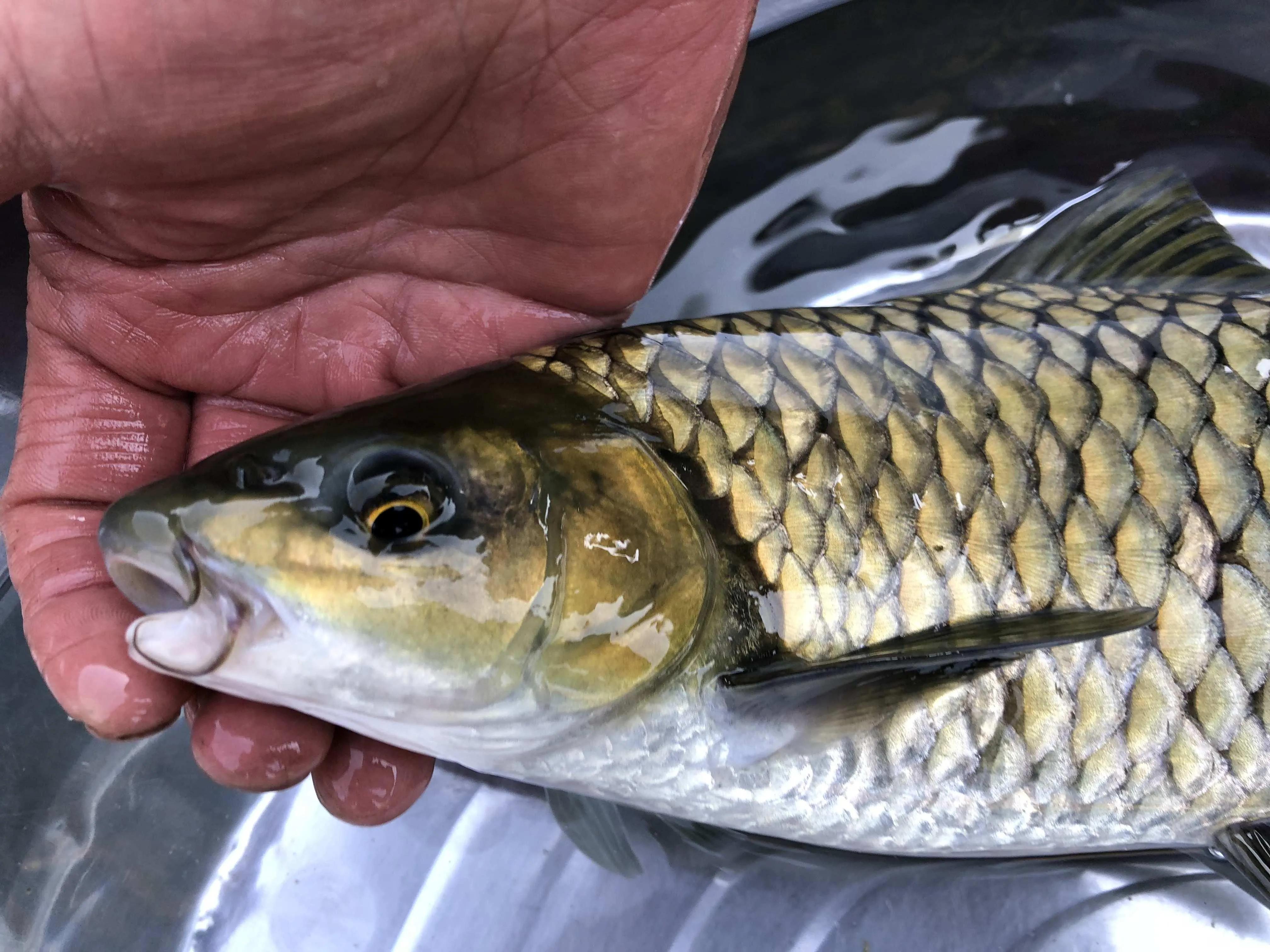 公认最好吃的10种淡水鱼,公认好吃淡水鱼有哪些种类