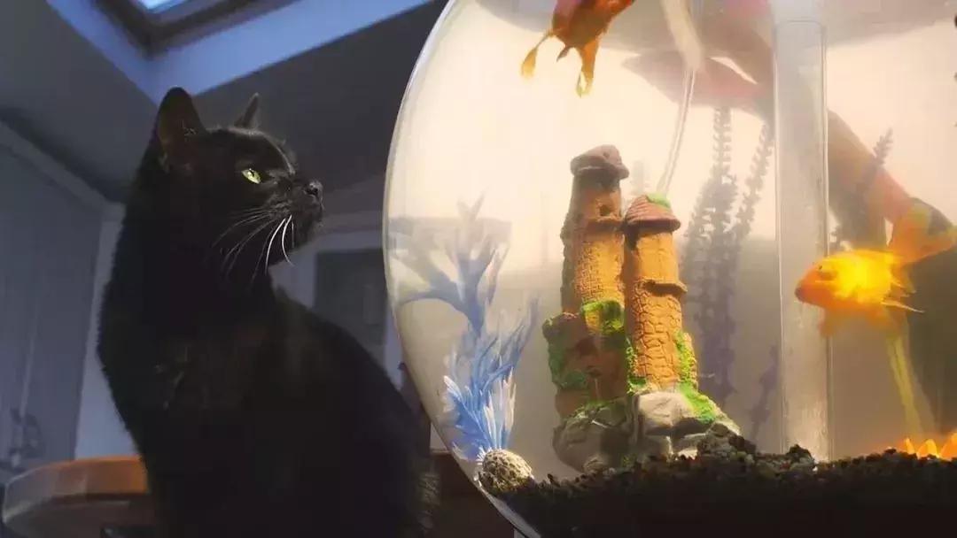 豆瓣9.1，看一次被萌一次，根本顶不住它们的可爱