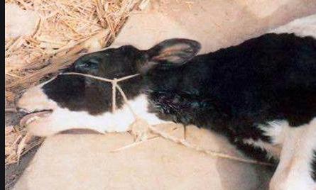 牛吃草中毒死亡,牛吃草突然死亡