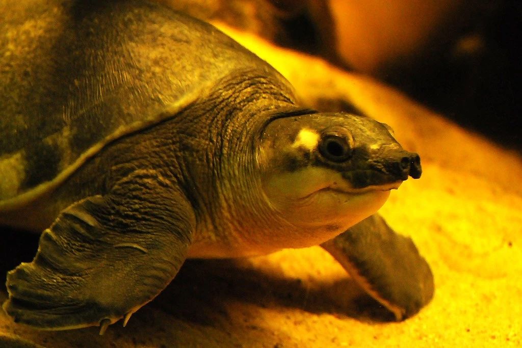 淡水猪鼻龟,淡水猪鼻龟吃啥