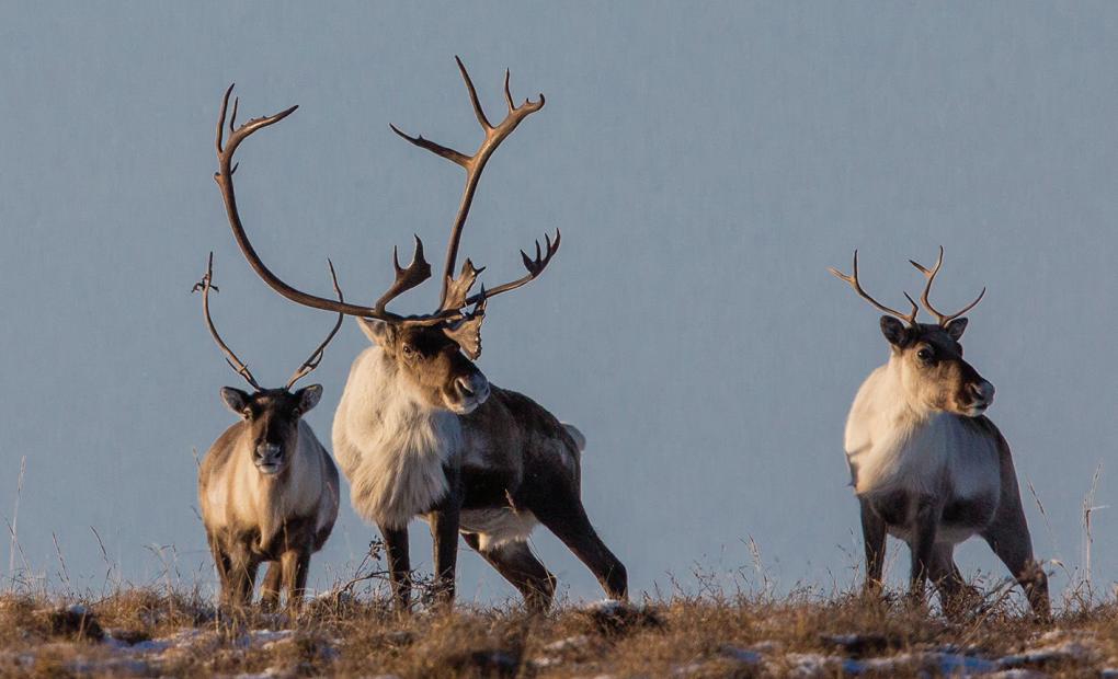 驯鹿的10大特征,介绍一下驯鹿的特点