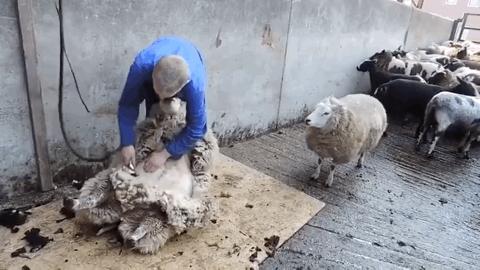 羊绒衫剃毛器,花10000块买一件羊绒衫真的值吗