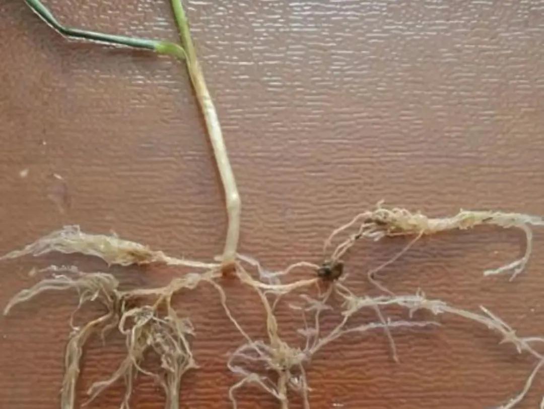 发现枯死树木如何处理,果树定植用什么防根腐