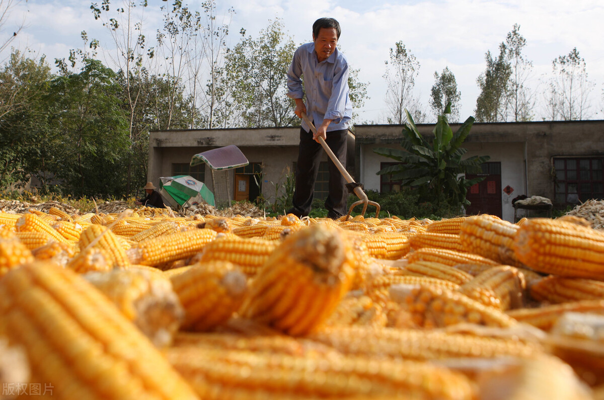白鹭有三怕都怕什么,白露到了要注意什么细节