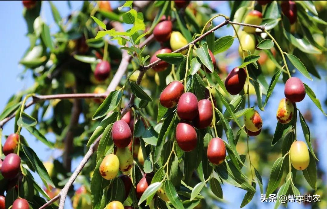 清除身体垃圾的蔬菜,帮他丢掉垃圾食品