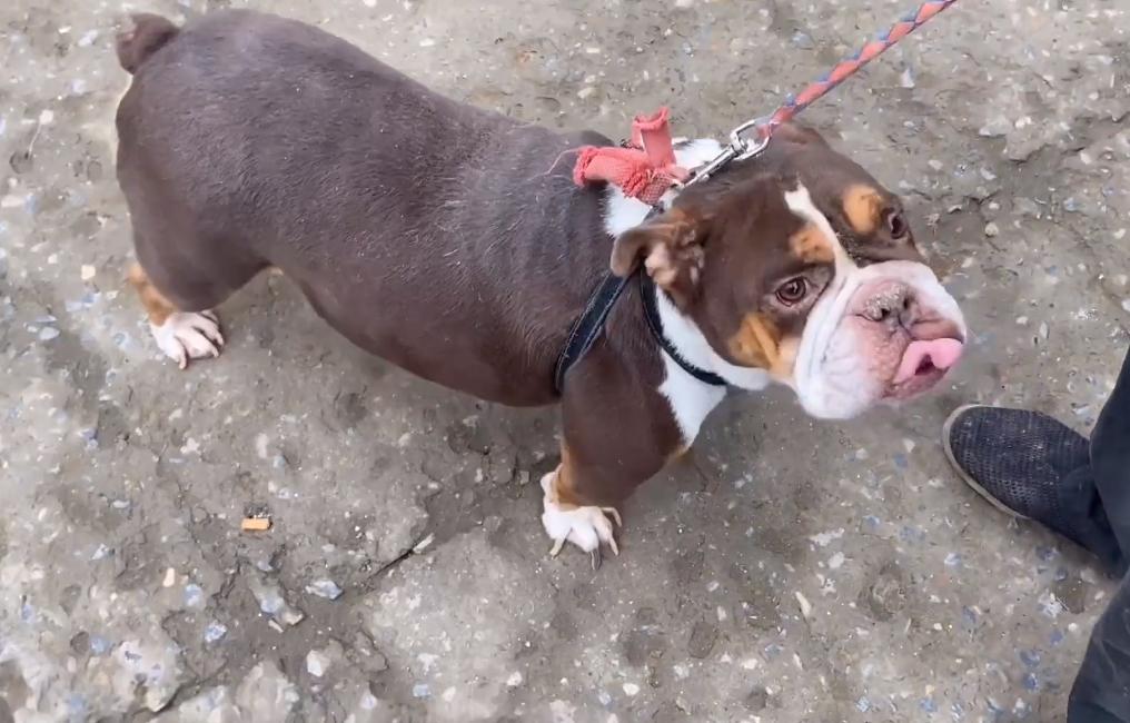 河南:5年前17万买的英牛,如今沦落到狗市,网友:3000都嫌贵